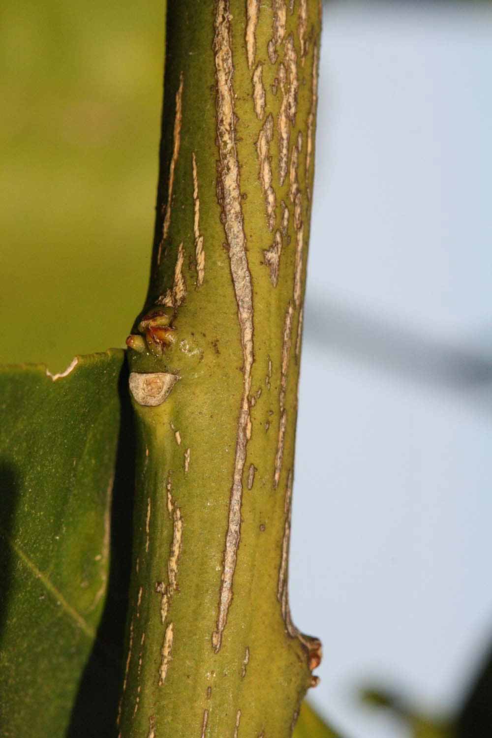              Second - third year twig (Riverside, CA)       